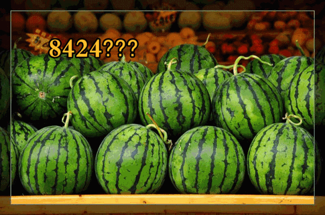 北面吃瓜,一场别开生面的吃瓜盛宴