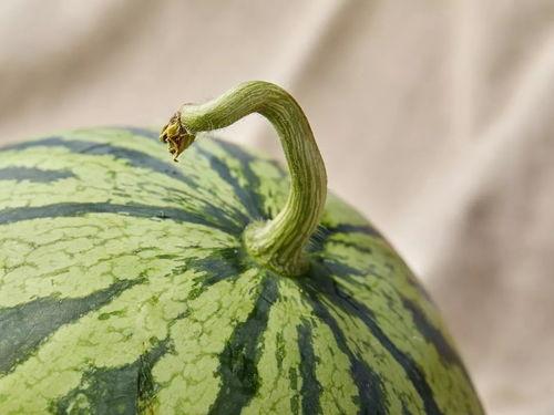 上海dj吃瓜,揭秘娱乐圈幕后真相