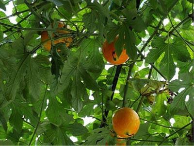 吊瓜可以过夜吃不,美味不隔夜