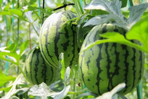 吃瓜群众吃草不吃瓜,揭秘“吃草不吃瓜”的吃瓜群众现象