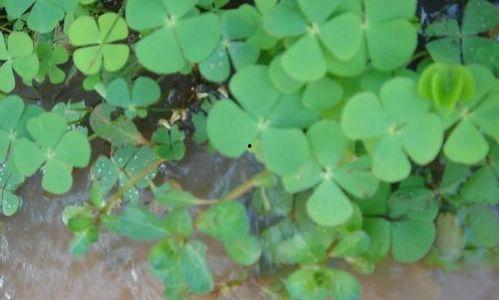 兔子吃花蜜瓜吗怎么吃,兔子如何享用花蜜瓜的甜蜜滋味