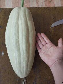 吃有毒瓜的危害,健康危机与预防措施揭秘