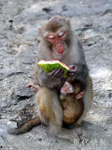 吃瓜蹿天猴,揭秘网络热词背后的趣味与现象