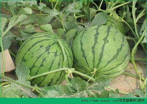 吃的瓜有些什么