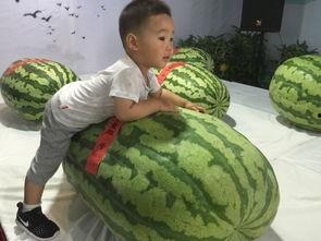 澄迈吃瓜群众事件